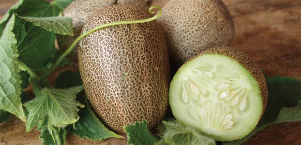 LITTLE POTATO Cucumber ASIAN heirloom 10 seeds